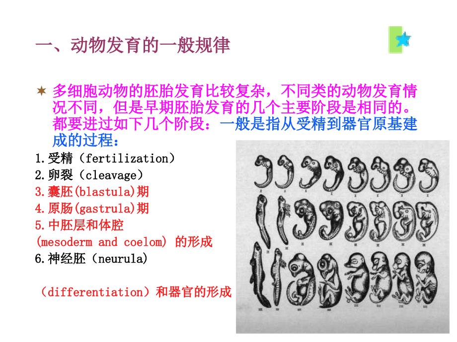 动物生物学2章多细胞动物的胚胎发育_第2页