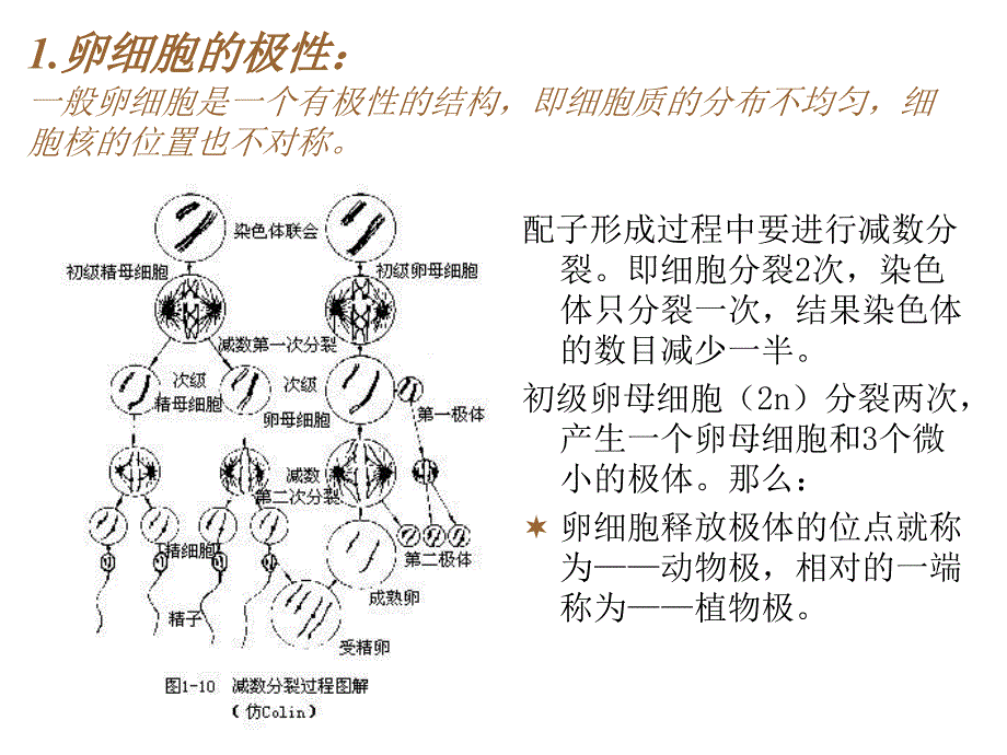 动物生物学2章多细胞动物的胚胎发育_第4页