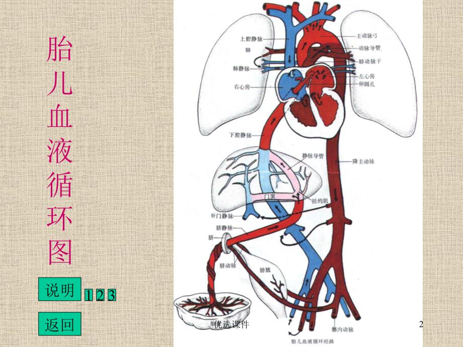 胎儿循环图解【稻谷书店】_第2页