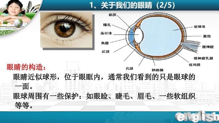 爱眼护眼知识讲座PPT课件.ppt_第5页