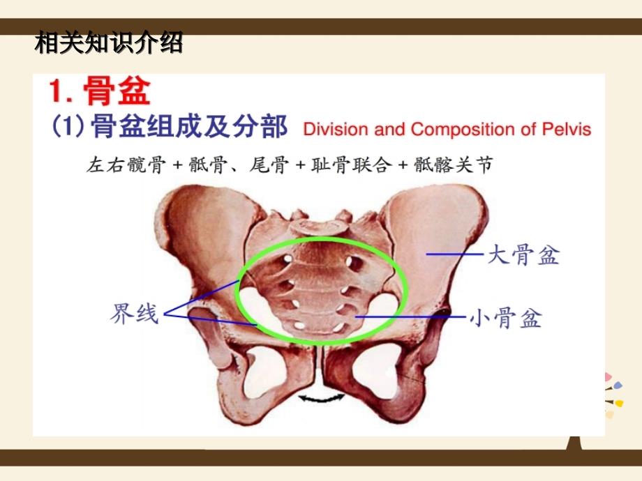 骨盆骨折护理查房83325_第2页