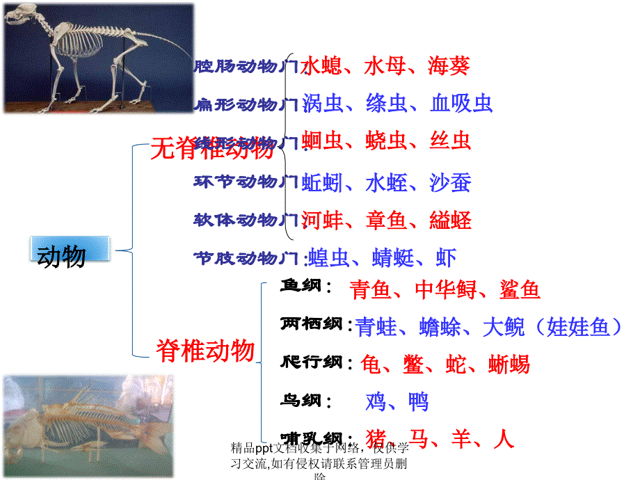 八年级生物第五单元第一章第四课鱼_第4页