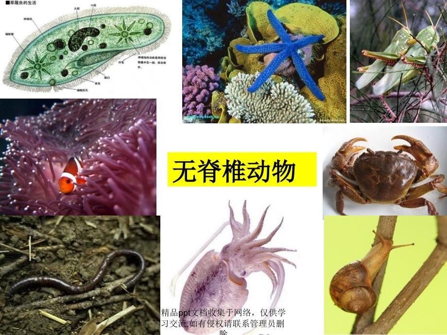 八年级生物第五单元第一章第四课鱼_第5页