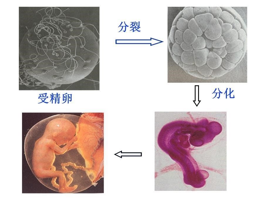 组织学与胚胎学：胎儿发育-2_第5页