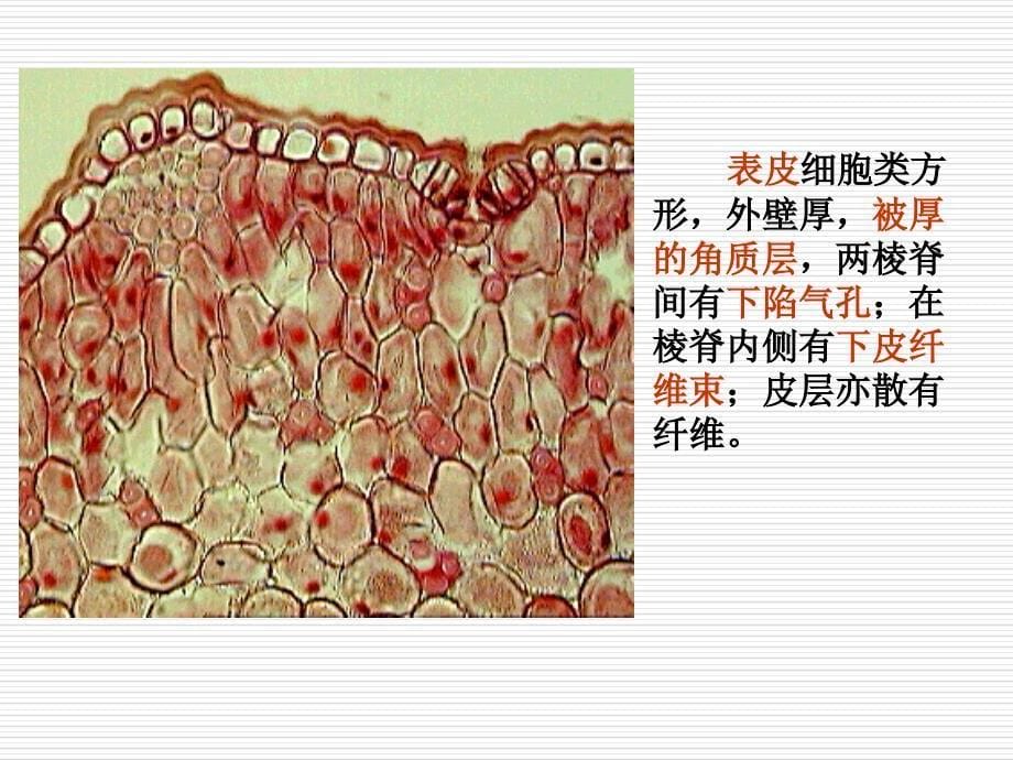 生药学教学资料实验三、麻黄、黄连、五味子_第5页