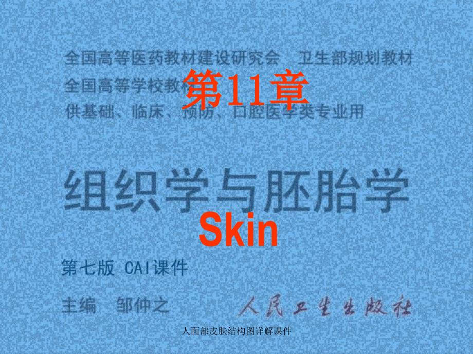 人面部皮肤结构图详解课件_第1页