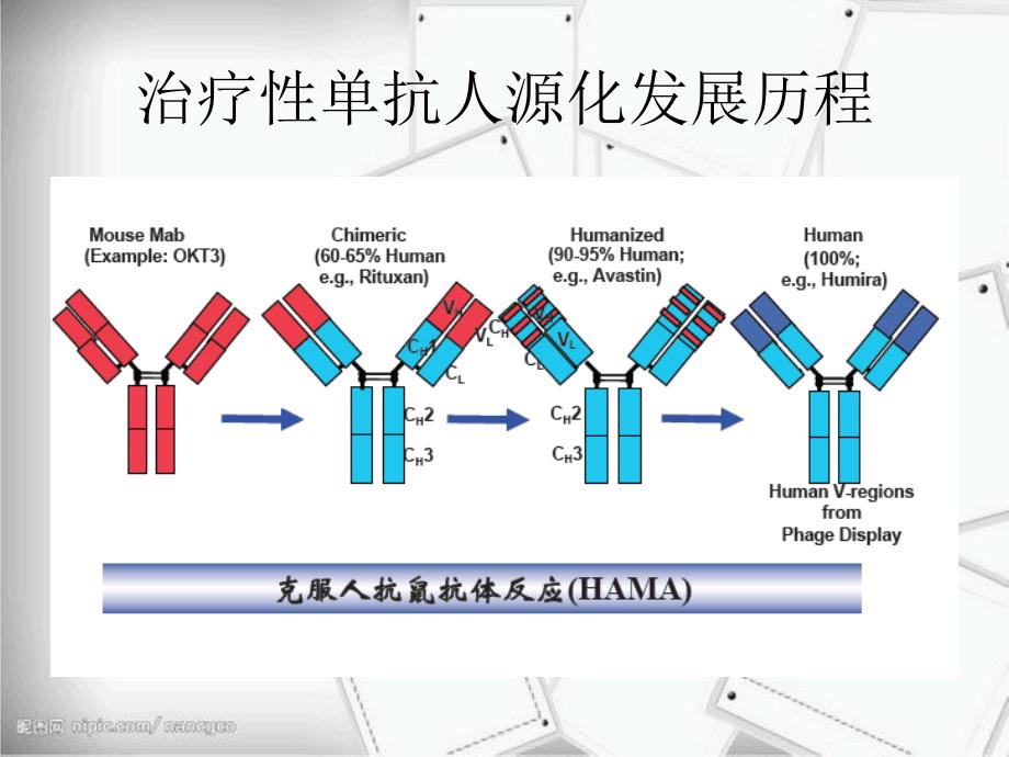 生物制药人源化单克隆抗体_第3页