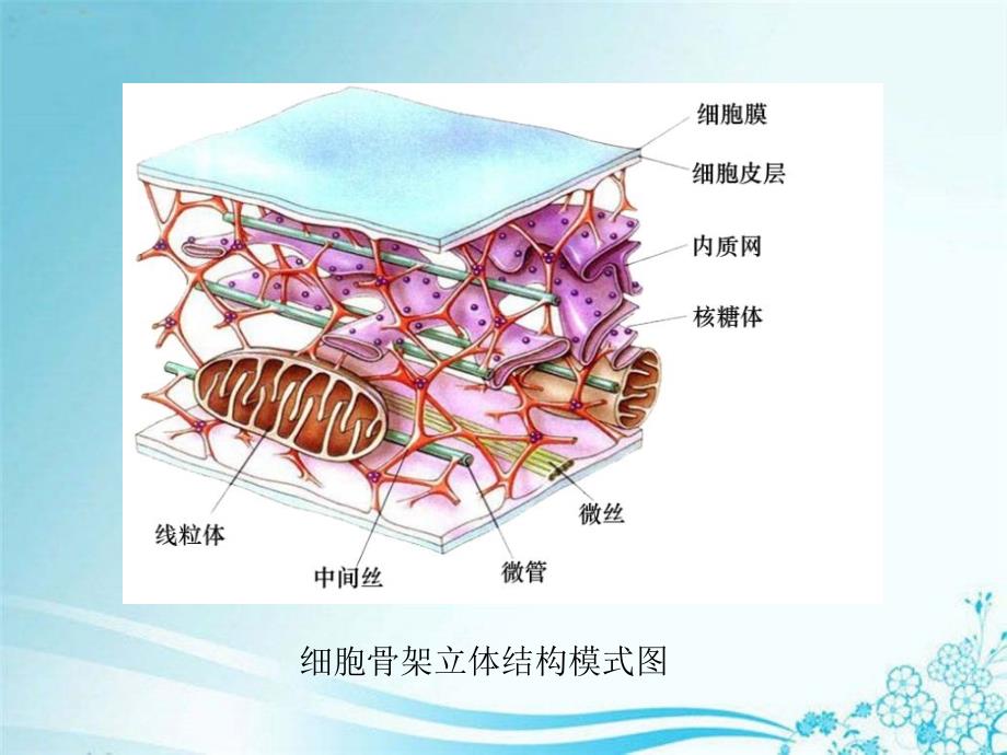 细胞生物学细胞骨架和细胞运动_第4页