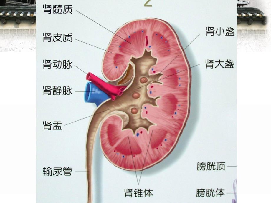 肾脏常见病变CT诊断.ppt_第3页