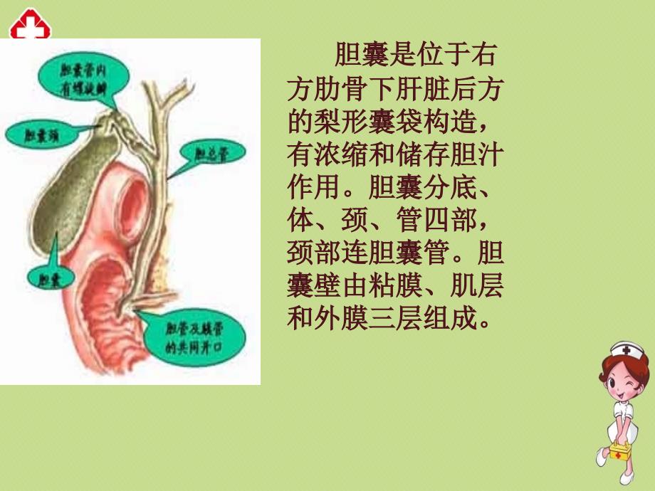 胆囊炎病人护理精品ppt_第3页