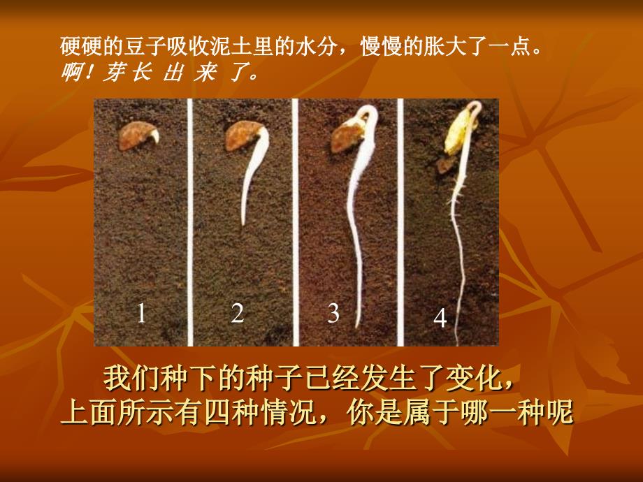 教科版科学三下我们先看到了根课件_第2页