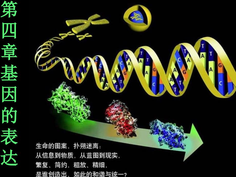 基因的表达_第1页