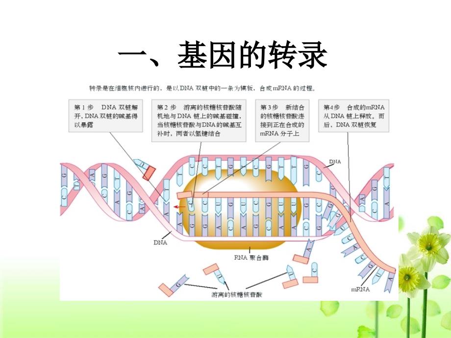 基因的表达_第4页