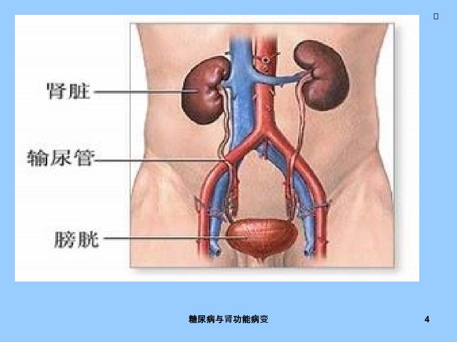 糖尿病与肾功能病变课件_第4页