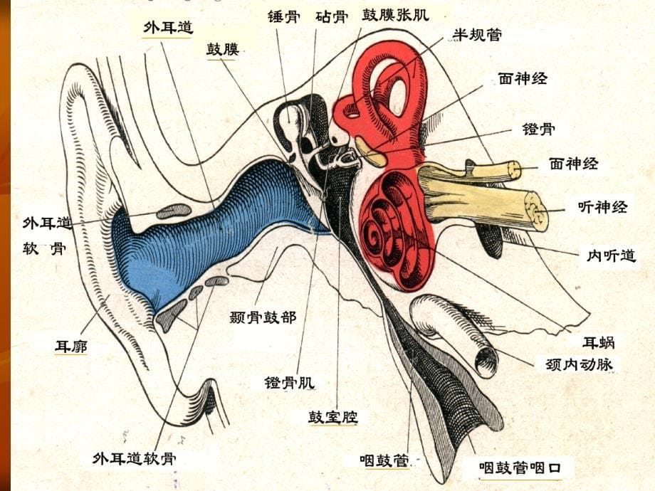 急性化脓性中耳炎_第5页