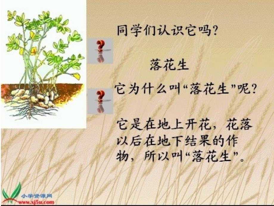 《落花生》教学课件_第2页