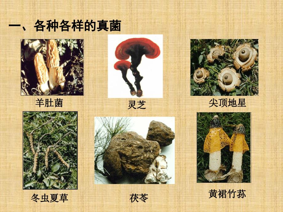 初中八年级生物上册第五单元第四章第三节真菌名师优质课件2新版新人教版_第4页