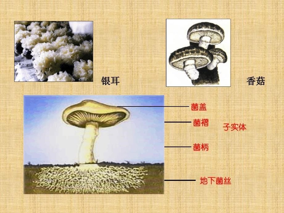 初中八年级生物上册第五单元第四章第三节真菌名师优质课件2新版新人教版_第5页