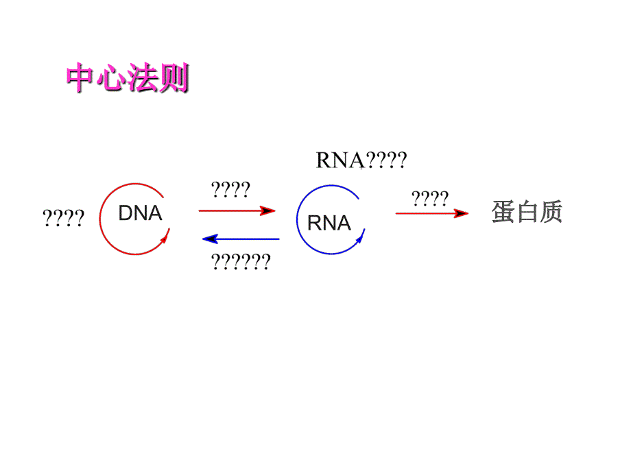 生命的复制过程新的_第2页