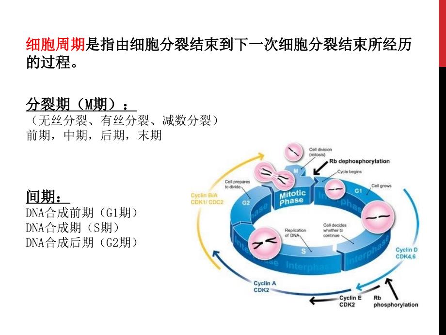 细胞分裂和细胞周期_第3页