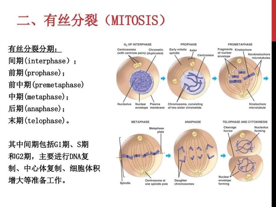 细胞分裂和细胞周期_第5页