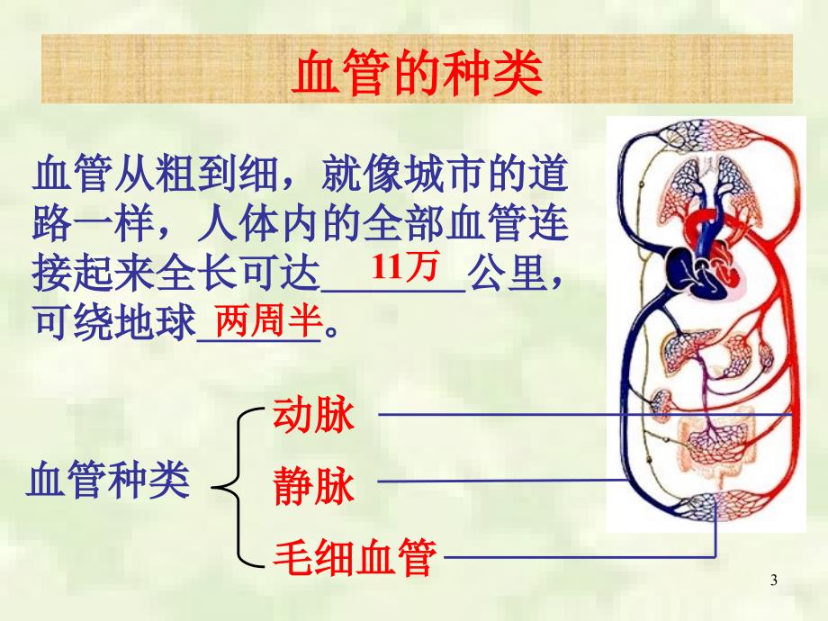 第二节血流的管道——血管_第3页