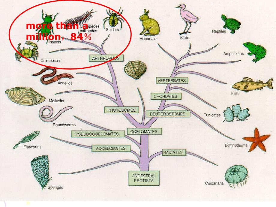 微生物与寄生虫：医学节肢动物_第2页