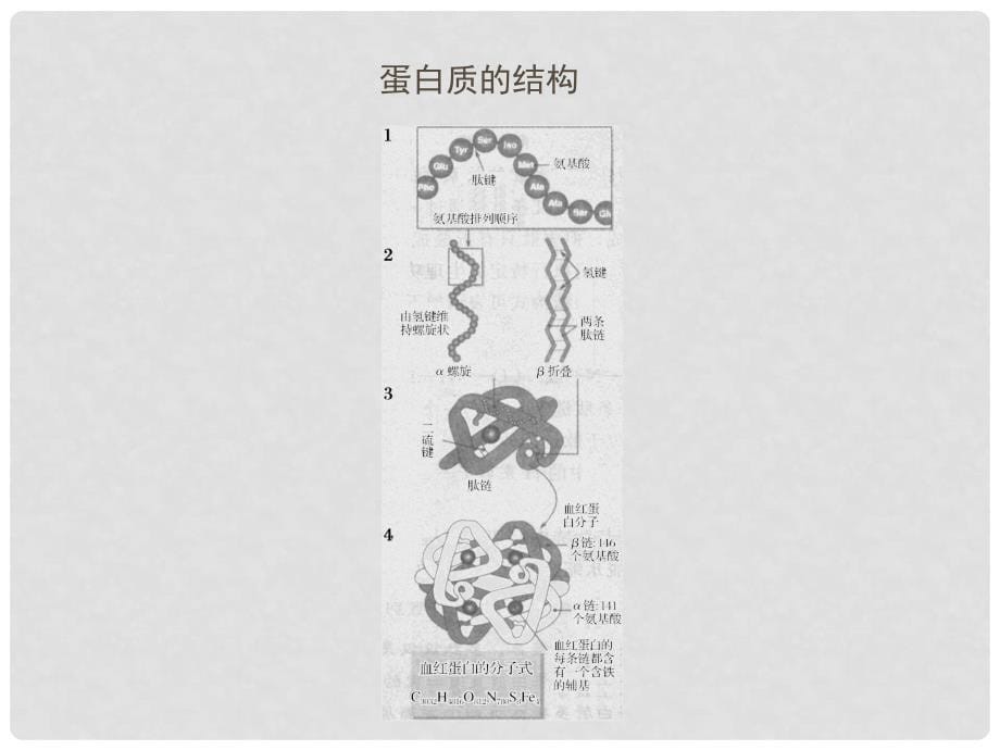 高考生物一轮复习 3 细胞中的蛋白质、核酸课件 新人教版_第5页