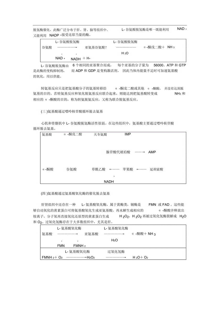 第07章氨基酸代谢3氨基酸的一般代谢_第3页