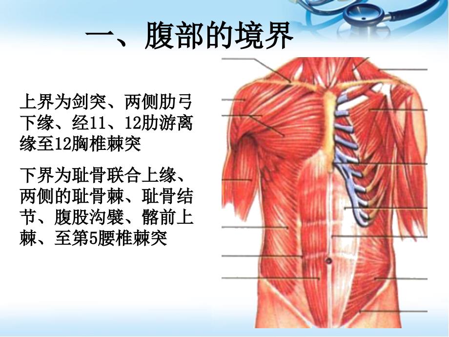 医学PPT课件腹部表面解剖_第3页