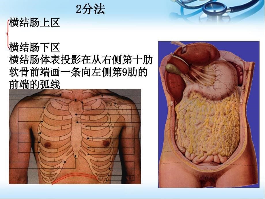 医学PPT课件腹部表面解剖_第5页