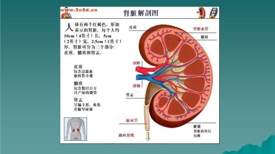 肾肿瘤的治疗与护理2_第4页