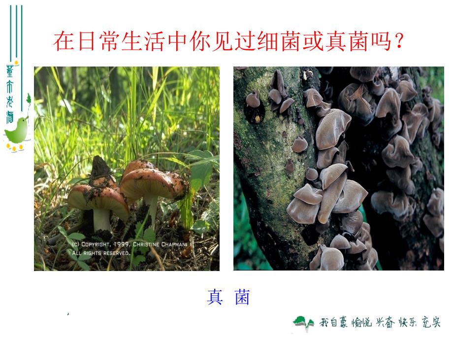 541细菌和真菌的分布_第2页