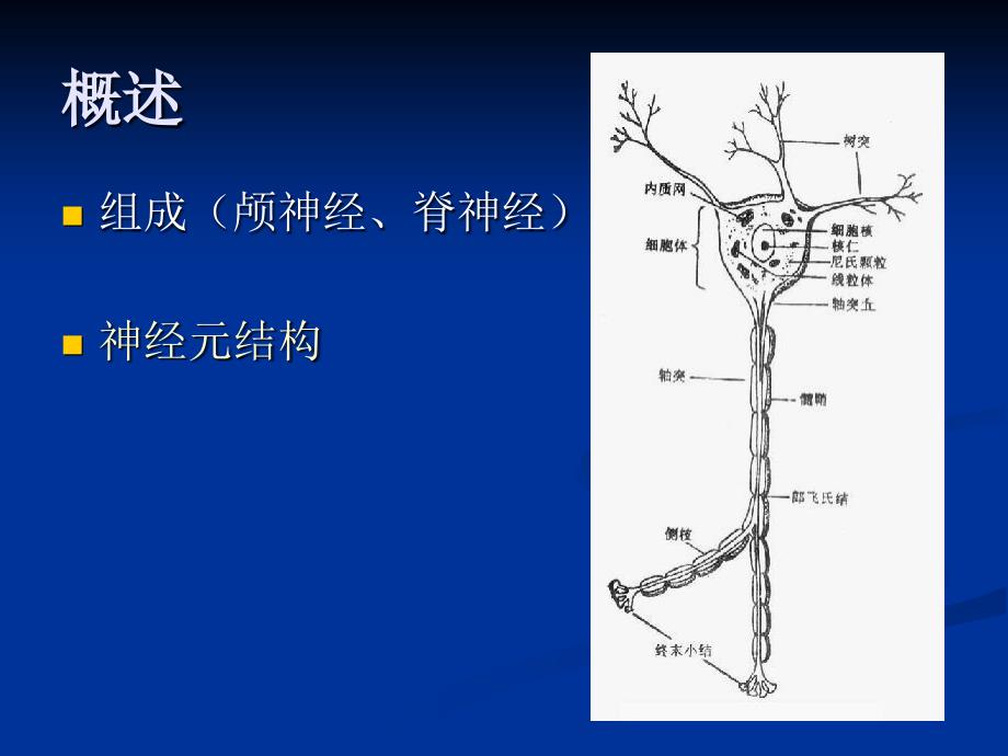 周围神经病华山医院神经内科教案_第2页