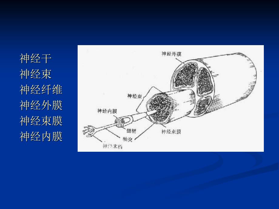 周围神经病华山医院神经内科教案_第3页