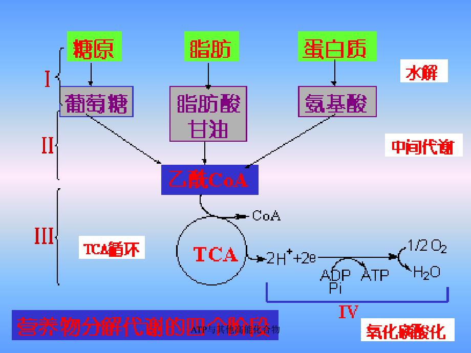 ATP与其他高能化合物课件_第4页