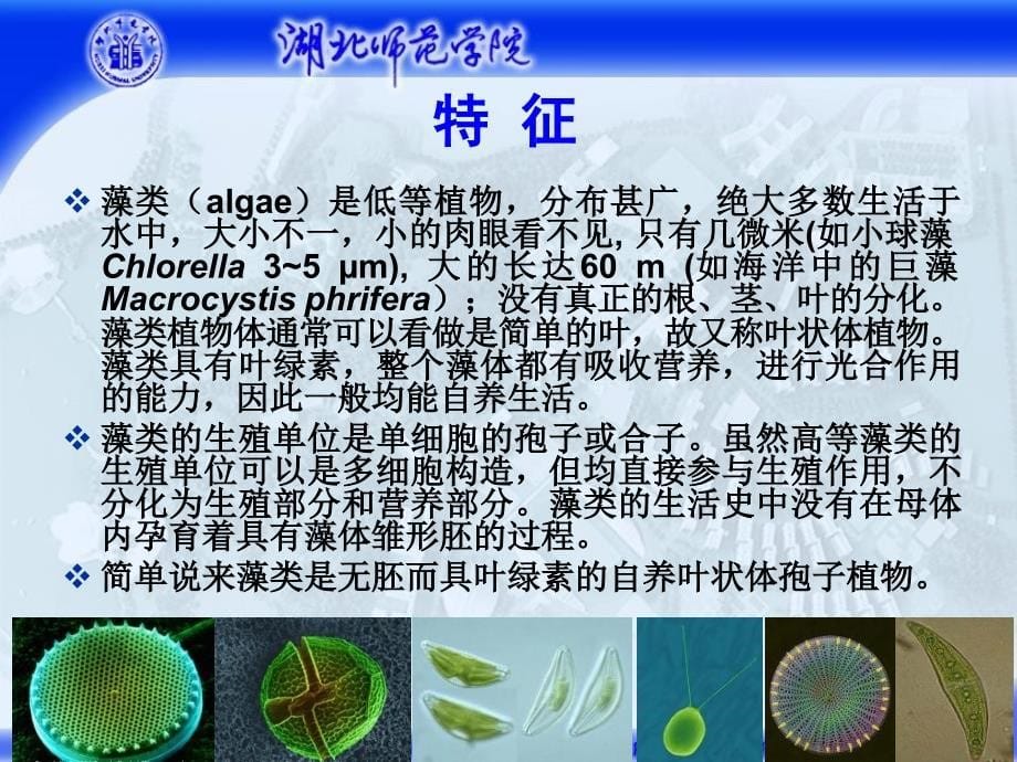 1藻类概述HJJ_第5页