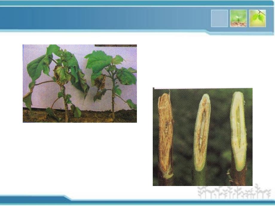 棉花西瓜病虫害防治及套种技术_第4页