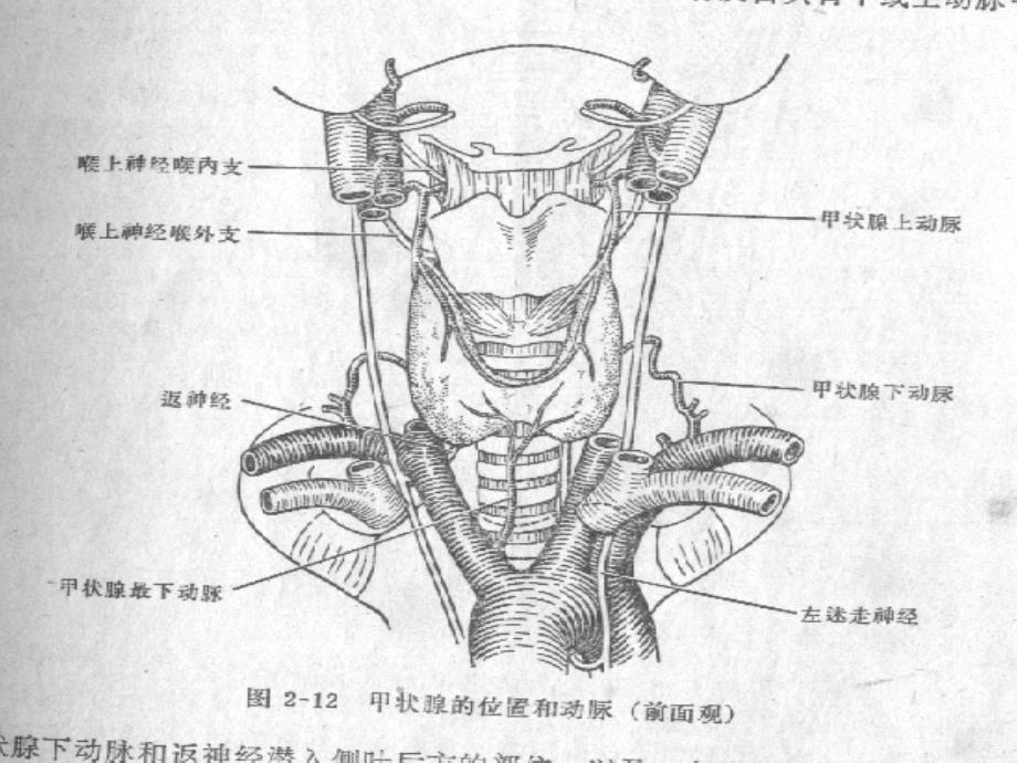 甲状腺疾病ppt付泽课件_第3页