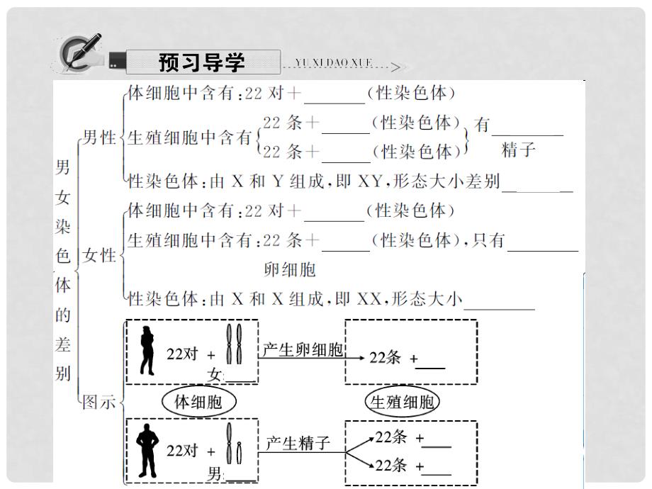 原八年级生物下册 第七单元 第二章 第四节 人的性别遗传课件 （新版）新人教版_第4页