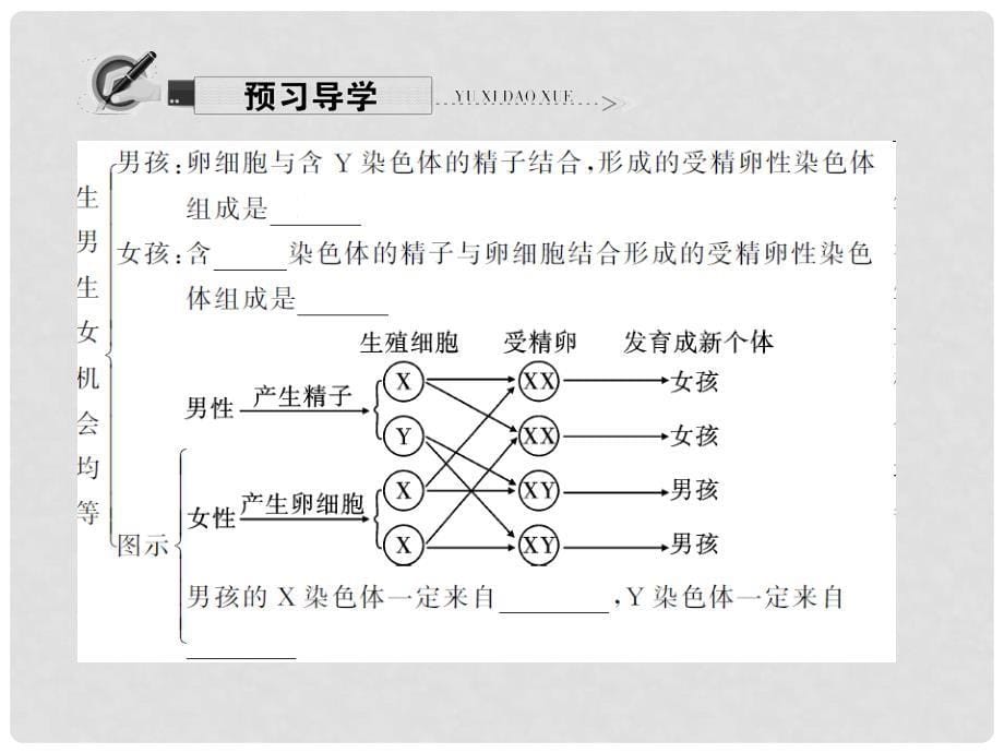 原八年级生物下册 第七单元 第二章 第四节 人的性别遗传课件 （新版）新人教版_第5页