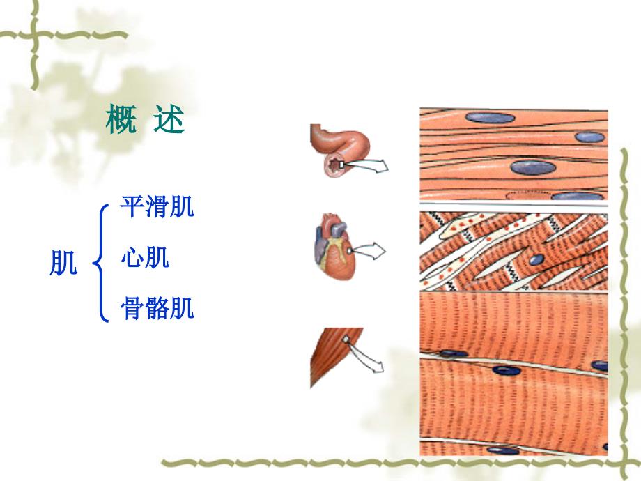 系统解剖实验课件：05-四肢肌_第2页