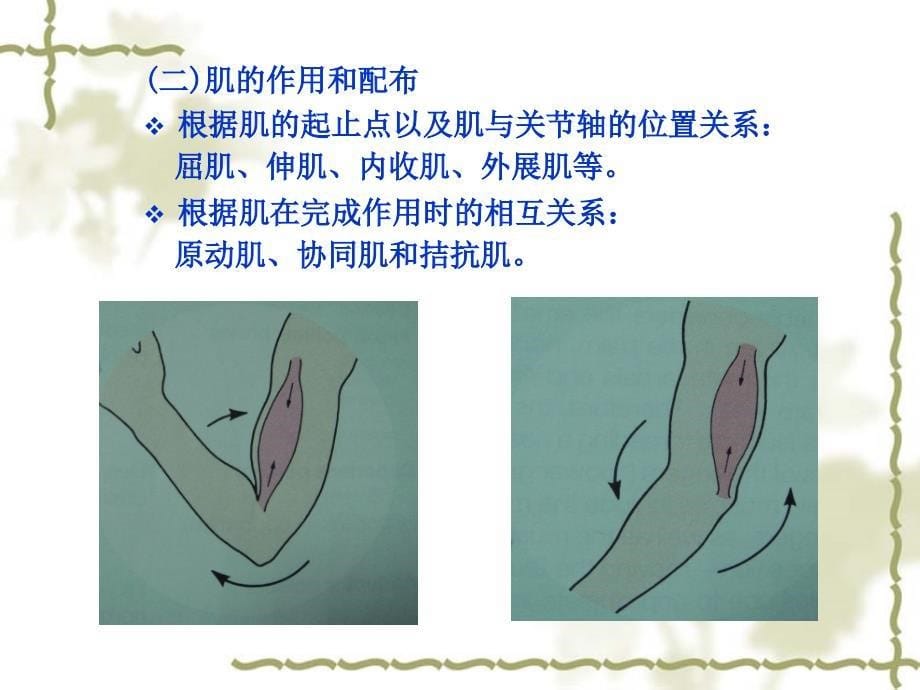 系统解剖实验课件：05-四肢肌_第5页