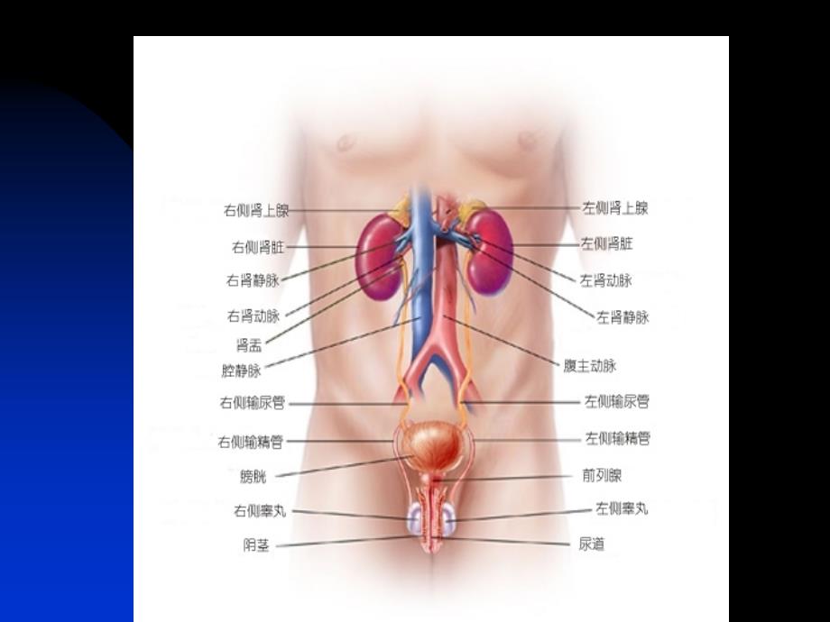 前列腺炎PPT65_第4页