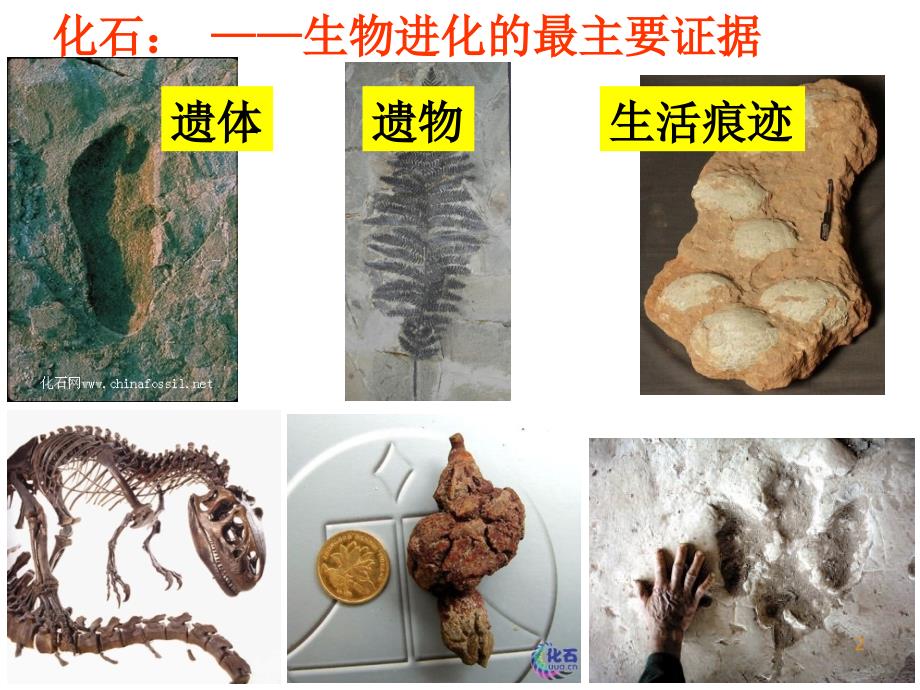 人教版八年级生物下册生物进化的历程课件_第2页