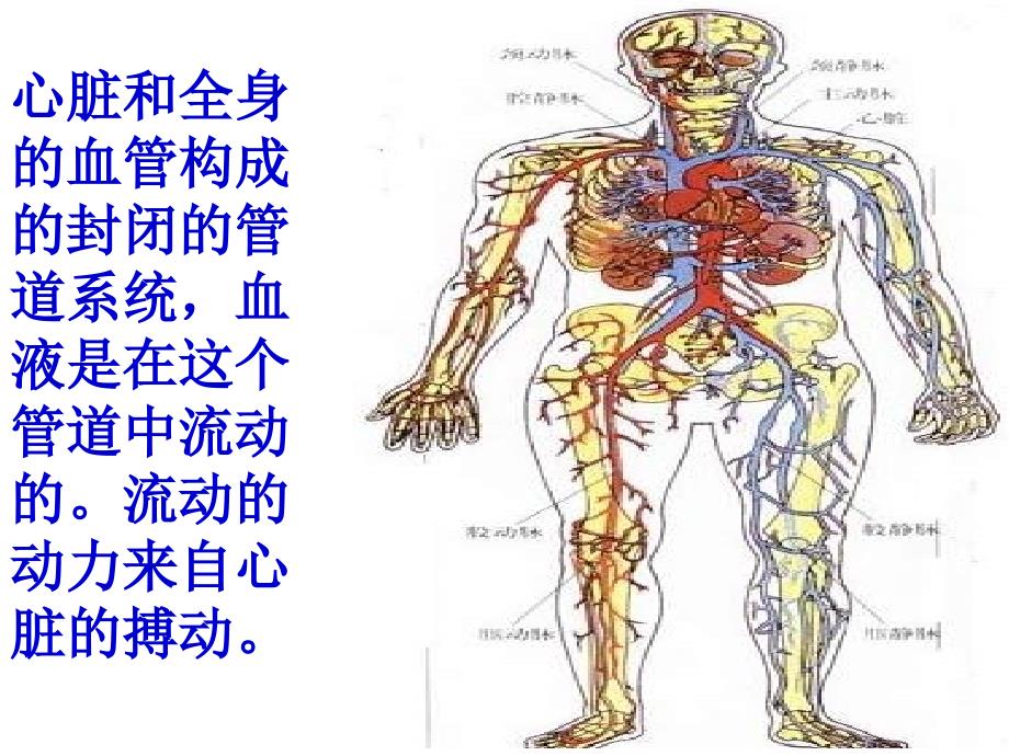 442血流的通道血管PPT_第1页