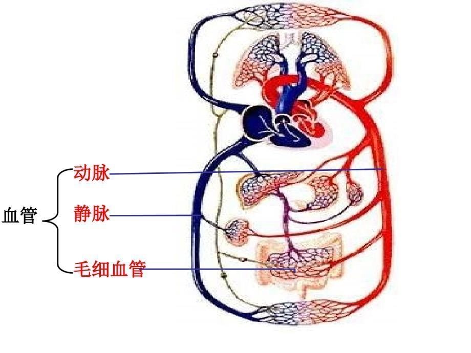 442血流的通道血管PPT_第5页