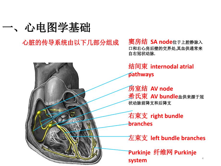 常见心律失常的心电图诊断PPT课件_第4页