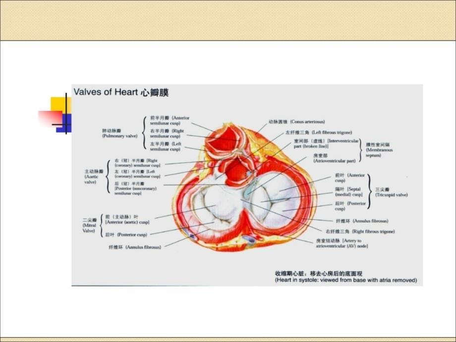 心脏瓣膜病病人的护理PPT学习课件_第5页