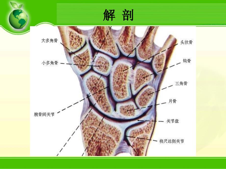 腕关节骨折PPT课件_第2页